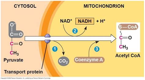 Oxidative Decarboxylation of pyruvate: in mitochondria; pyruvate formed during glycolysis is ...