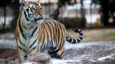 LSU football mascot 'Mike the Tiger' diagnosed with inoperable form of cancer | NCAA.com