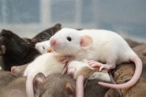 Fancy Rat Colors, Patterns, & Coat Types