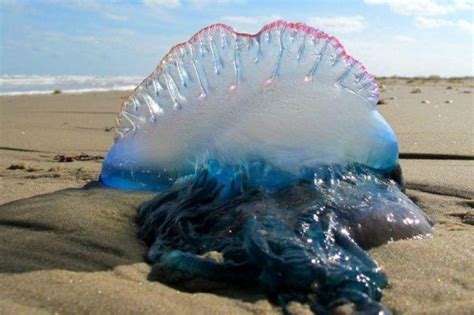 Over 150 attacked at Mumbai Beaches by Blue Bottle Jellyfish