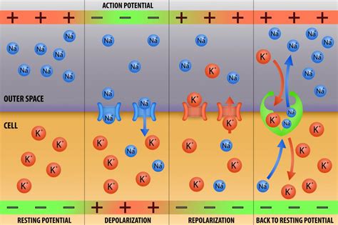 What is Repolarization? (with pictures)