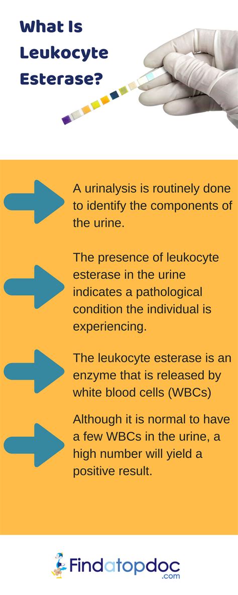 Leukocytes In Urine Means / Kidney Stones Cause Elevated White Blood ...