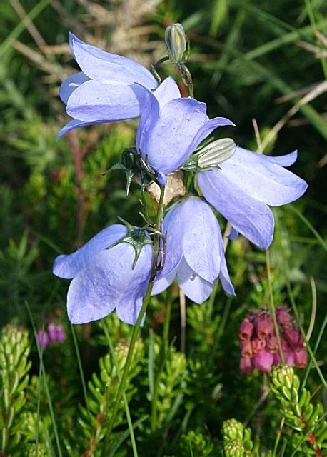 Bluebells Of Scotland Dancing Instructions