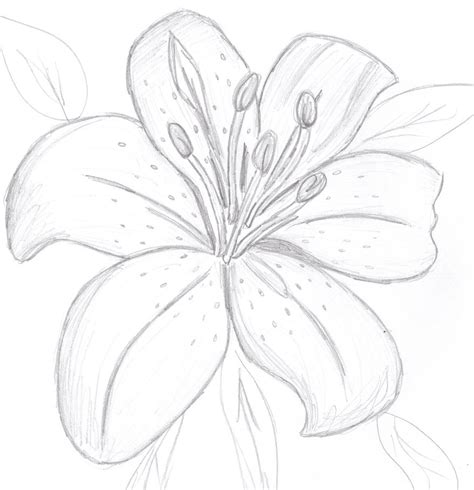 Tiger Lily Flower Drawing | Wallpapers Gallery