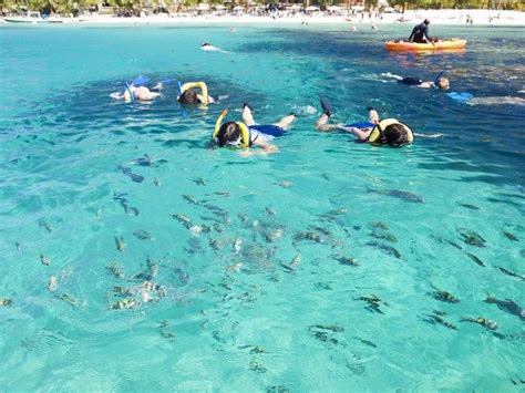 Snorkeling, Isla Roatan | Shore excursions, Carnival cruise line, Vacation time