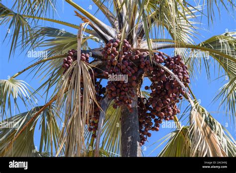 Palm nuts hi-res stock photography and images - Alamy