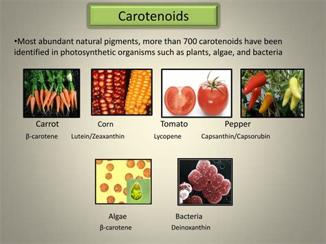 PPT - Carotenoids PowerPoint Presentation, free download - ID:2045923