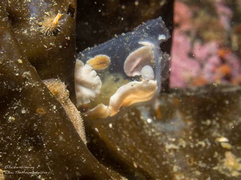 Tunicates | The Marine Detective