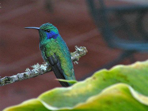 Hummingbirds of North America: Small But Beautiful