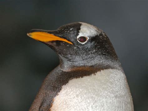 The Online Zoo - Gentoo Penguin