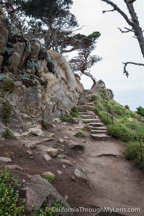 Cypress Grove Trail & Allen Memorial Grove in Point Lobos - California Through My Lens | Cypress ...