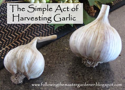 Following the Master Gardener: Harvesting Garlic