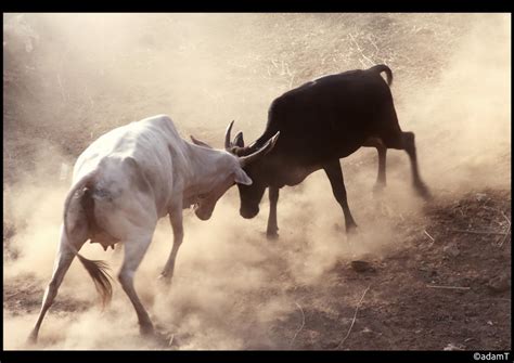 Cow Fight by jadedPhotographer on DeviantArt