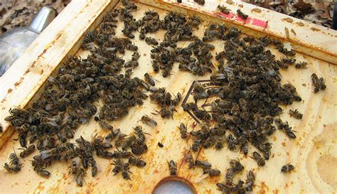 5 Signs Something Is Wrong In Your Hive - Hobby Farms