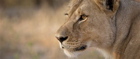 Lion | African Wildlife Foundation