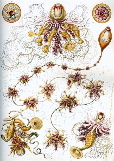 Science Visualized • Ernst Haeckel HYDROZOA Hydrozoans are a taxonomic...