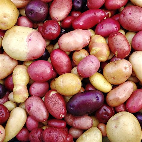 Mixed True Potato Seeds (TPS), Tetraploid, Wide Mix, 100 seeds ...