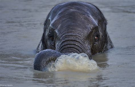 Do we have an elephant problem? - Africa Geographic