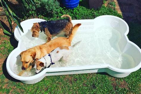 Bone Shaped Dog Pool