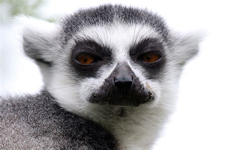 Lemurs are what they eat - Cosmos Magazine