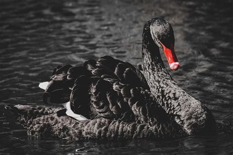 Swan Black Lake Water - Free photo on Pixabay