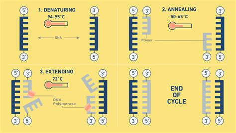 An Introduction to PCR | Article | Analytical Cannabis