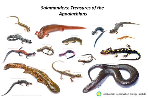 Salamander poster | A poster to talk about Appalachian salam… | Flickr