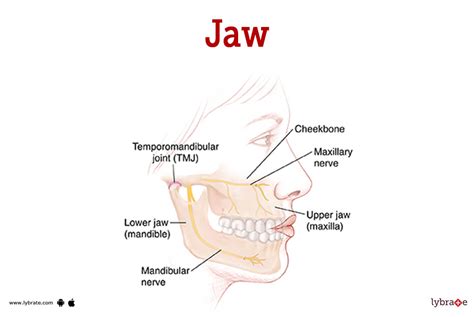 Face In Human Mandibular Anatomy