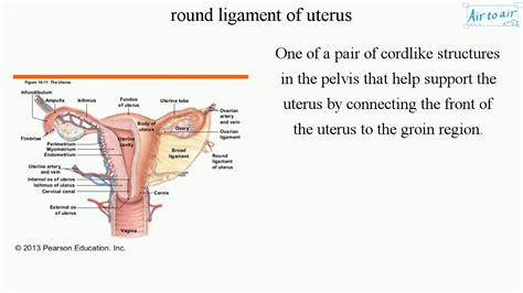 Uterus Ligaments Anatomy