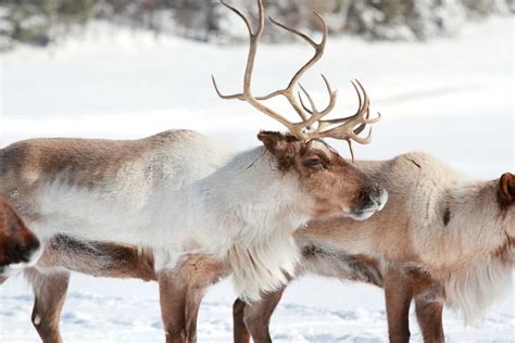 10 Most Dangerous Animals In Alaska That Are Deadly