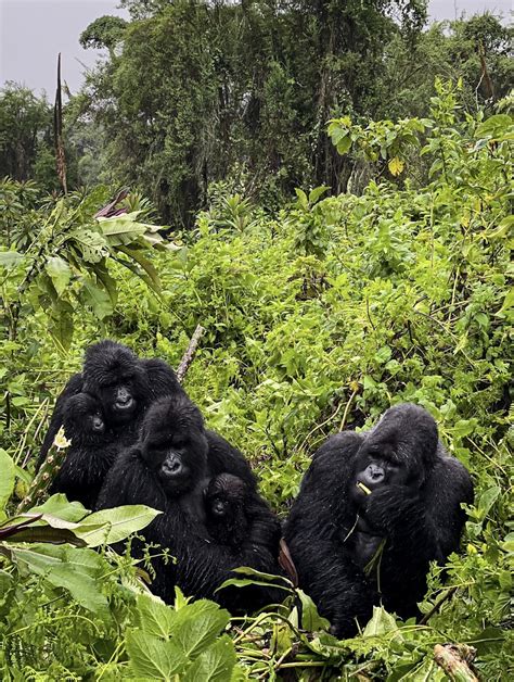 How To See Mountain Gorillas in Rwanda - Visit Rwanda - JustRioba