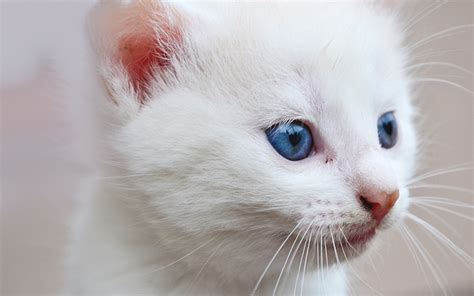 White Cat Names - Top 100 Best Names For White Cats