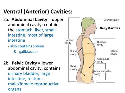 Ventral Body Cavity Abdominal