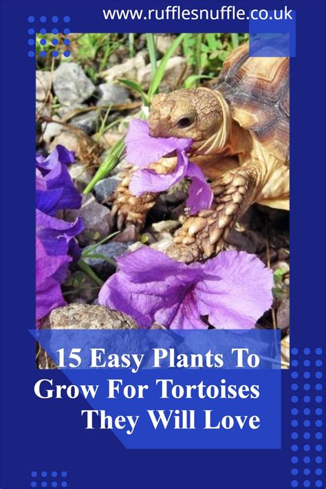 15 Easy Plants To Grow For Tortoises They Will Love [With Pictures] • 2024 Ruffle Snuffle | Baby ...