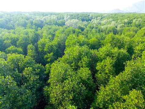 Premium Photo | Drone flying over the wonderful forest. bird's eye view