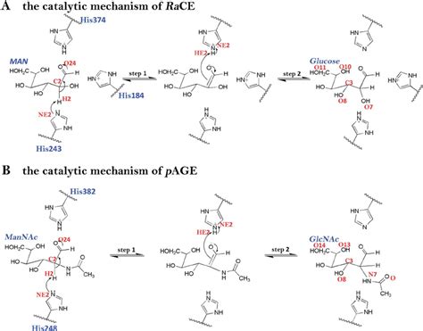 The proposed mechanisms of the epimerization reactions by RaCE and... | Download Scientific Diagram