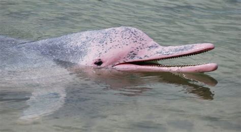 Pink Amazon River Dolphin Facts | Amazon Cruises