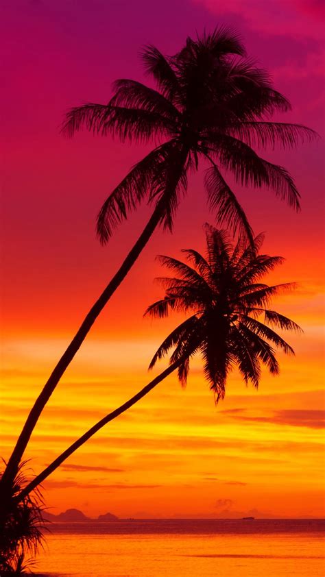 Palm Trees | Sunset wallpaper, Scenery, Nature pictures