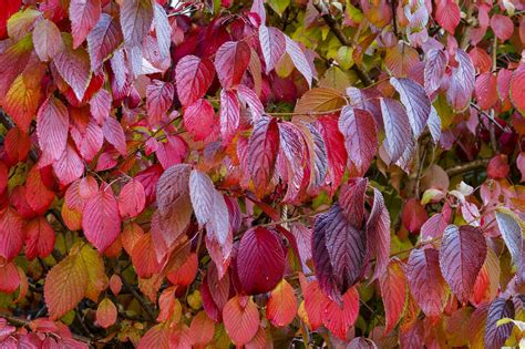 Red Twig Dogwood Shrub (1 Gallon) - This adaptable native boasts gorge – Online Orchards