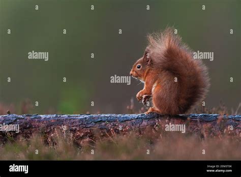 A Scottish Red Squirrel Stock Photo - Alamy