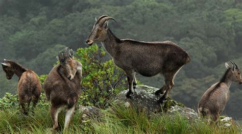 Anamudi Shola National Park