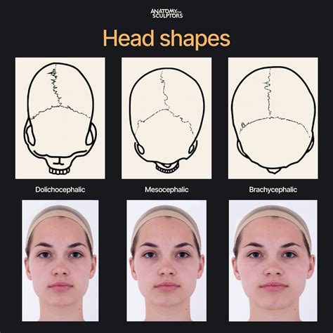 Head shapes vary due to the different forms of the skull. The three main skull forms are ...