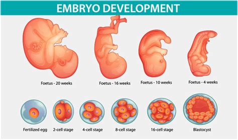 Embryo Development | Nurture Fertility Centre & Women's Specialty Clinic