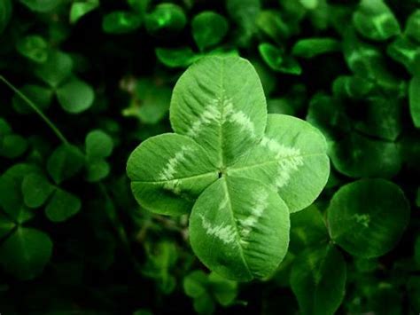 The Four Leaf Clover – The Lucky Clover – The Occult Blogger