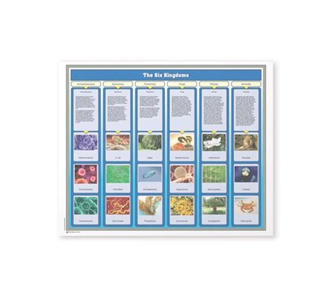 Montessori Materials: The Six Kingdoms Chart with Cards