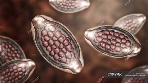 Eggs of parasitic worm Trichuris trichiura, computer illustration — intestine, nematode - Stock ...