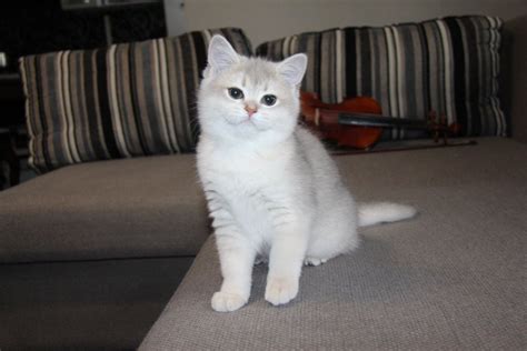 British Shorthair White Kitten For Sale | Care About Cats