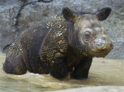 Watch: Rare Clip of Critically Endangered Sumatran Rhino Giving Birth ...