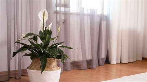8 Air-Purifying Houseplants You Can Order Online - TOMORROW’S WORLD TODAY®