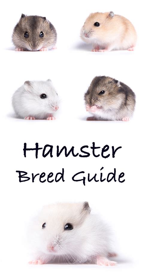 Hamster Breeds - A Complete Guide